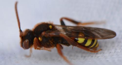 Nomada lathburiana